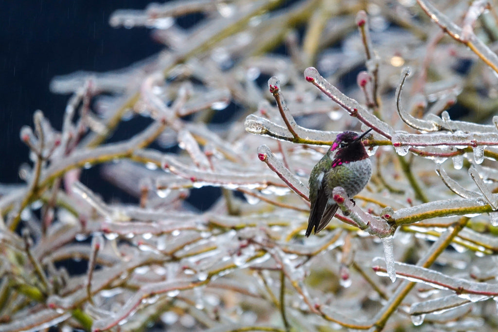 Ana on Ice - Hummingbird