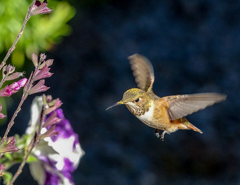 Hummer in Flight - Hummingbird