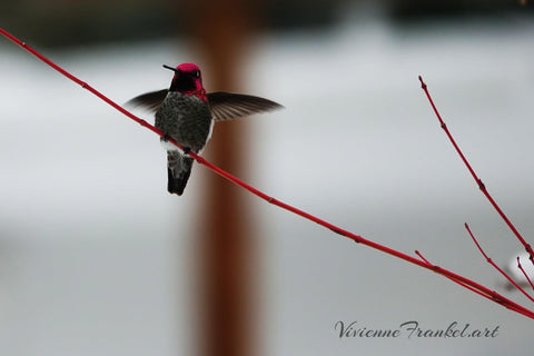 Ana in Snow- Hummingbird