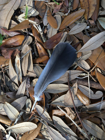 Feather on Leaves