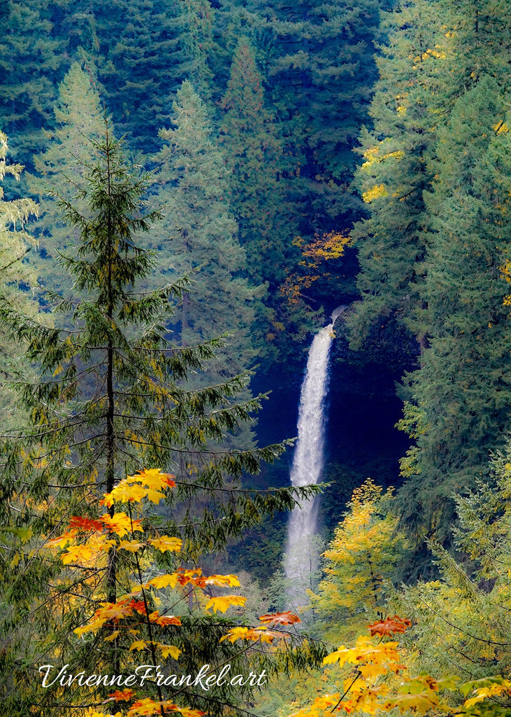 Silver Falls Maples